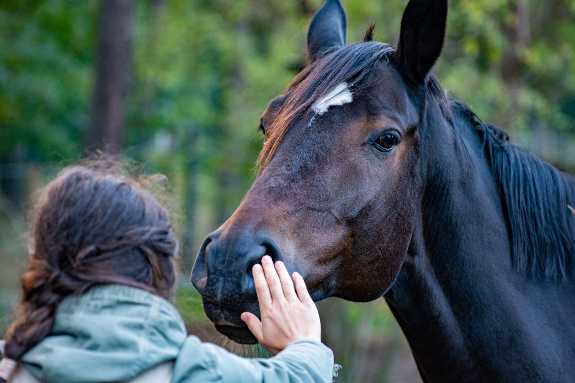 Illustration of How Some Animals Communicate in Ways Humans Are Only Beginning to Understand