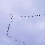 Illustration of What Migratory Birds Understand About Direction That Still Puzzles Scientists