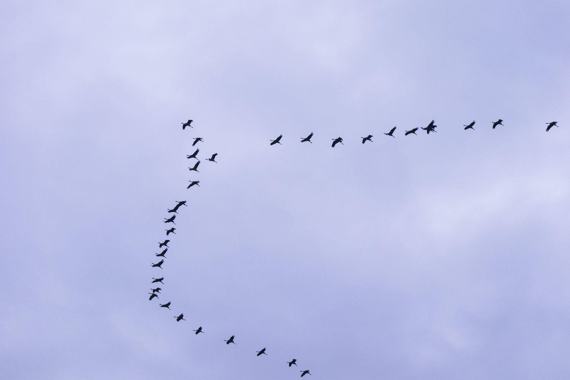 Illustration of What Migratory Birds Understand About Direction That Still Puzzles Scientists