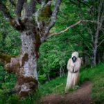 Illustration of What Old Folklore Reveals About How Communities Explained the Unknown