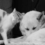 Illustration of Why Cats and Dogs Show Affection in Completely Different Ways