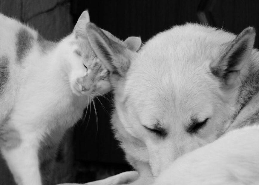 Illustration of Why Cats and Dogs Show Affection in Completely Different Ways
