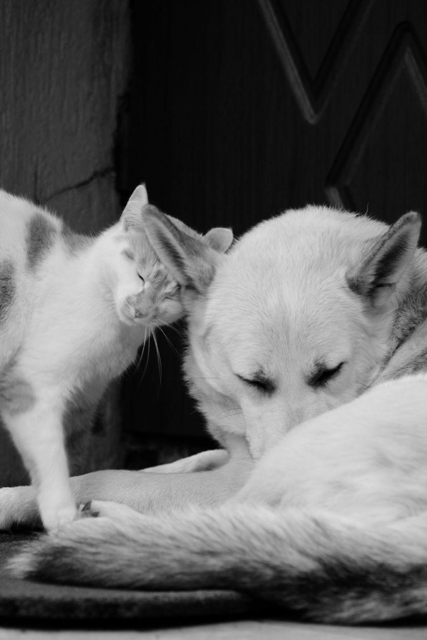 Illustration of Why Cats and Dogs Show Affection in Completely Different Ways