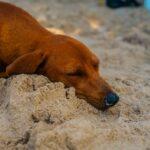Illustration of Why Some Animals Sleep for Minutes While Others Sleep for Days