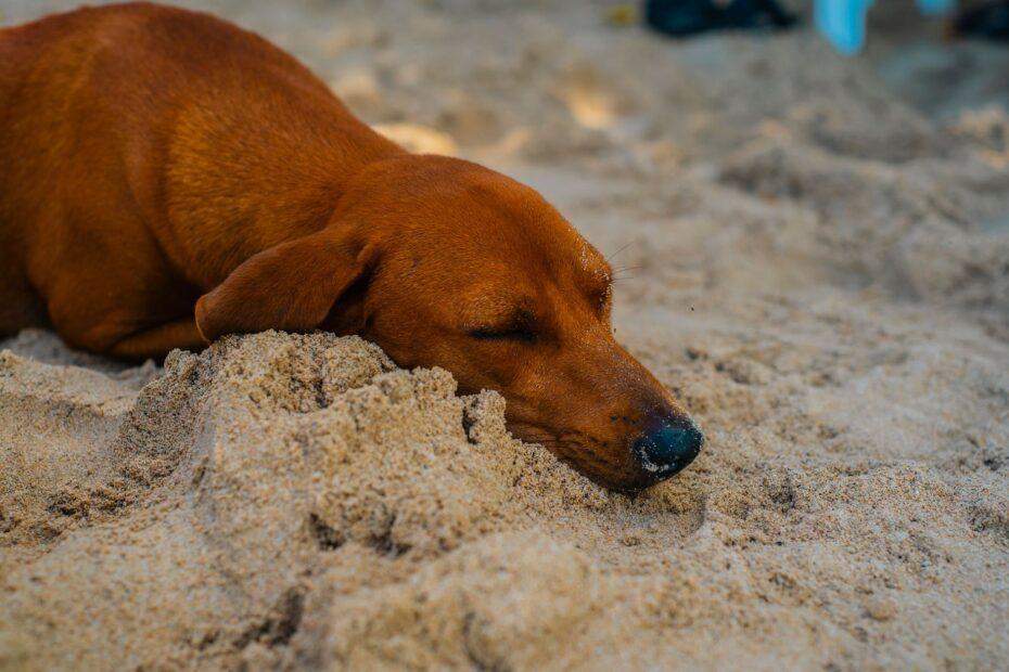 Illustration of Why Some Animals Sleep for Minutes While Others Sleep for Days