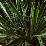 Illustration of Why Some Plants Move in Ways That Seem Almost Deliberate