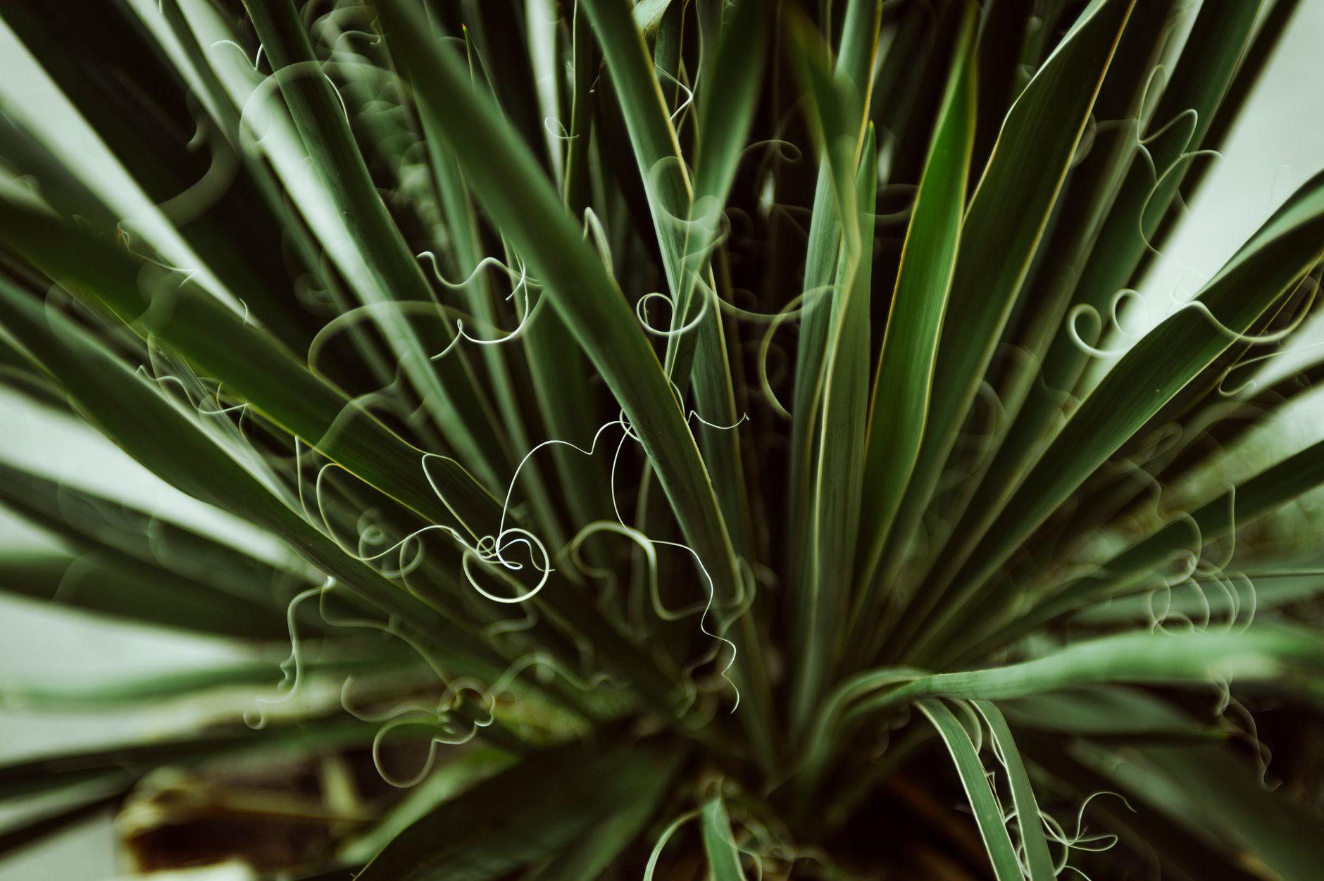 Illustration of Why Some Plants Move in Ways That Seem Almost Deliberate